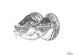 nautiluses Amaphepha Ombala Aprintwayo